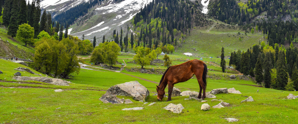 Srinagar Kargil Ladkah Tour Packages, Leh ladakh with Srinagar tour, Kashmir Pangong Tour itinerary, Ladakh Tour Bookings, Leh ladakh Coule packages, Leh ladakh Bike trip 7 Days Kashrmir ladakh tour itienrary 